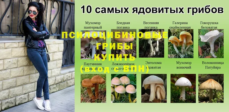 ссылка на мегу маркетплейс  Саранск  Псилоцибиновые грибы Cubensis 